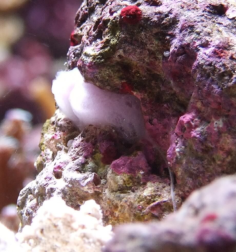 anyone have sponge issues? Reef Central Online Community